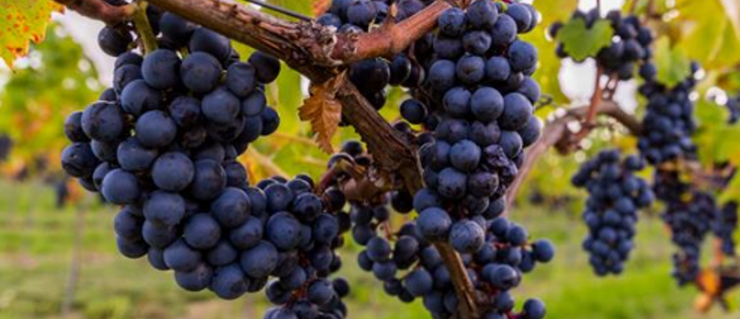 Wino lodowe z winnicy Turnau