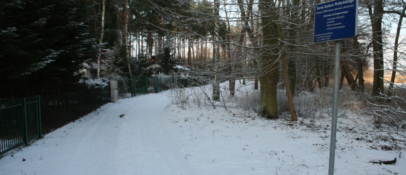 Kontrowersyjna wycinka