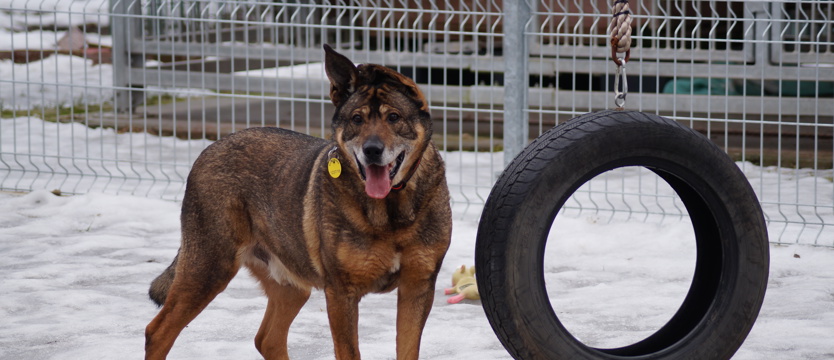Rambo (znów) powrócił