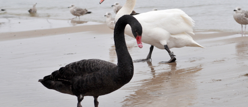 Czarny łabędź na plaży