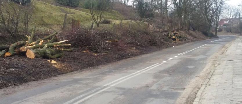 Wycinają wszystkie drzewa