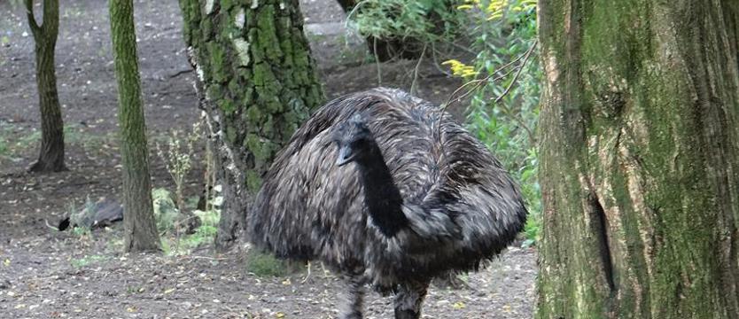 Emu nie daje się złapać