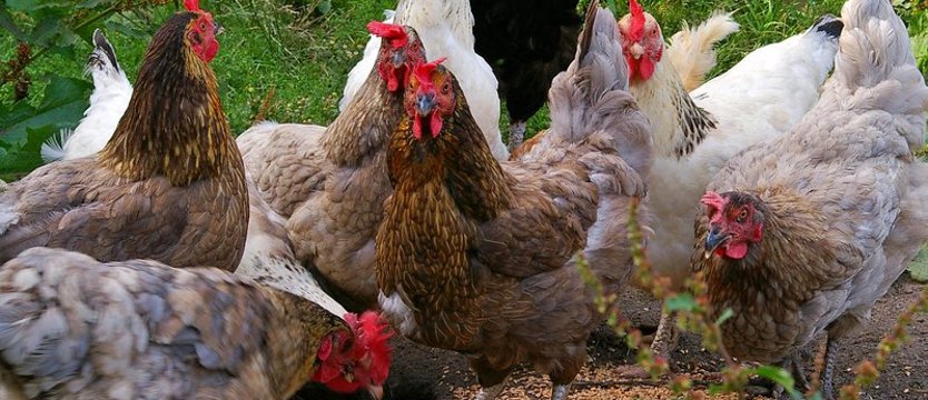 Ukradł kury na niedzielny rosół