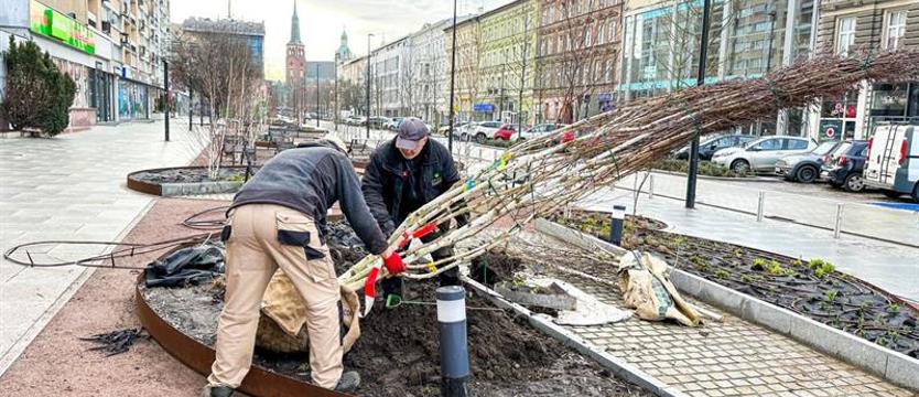 Aleja i efekt w zieleni na placu (nie)kończącej się przebudowy