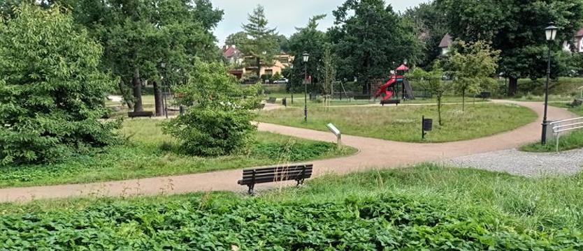 Spacer wśród drzew. Nowy cykl "Ulicami Pogodna"