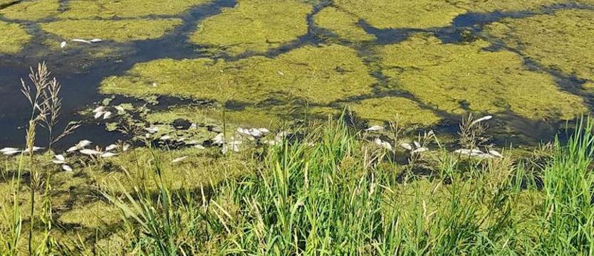 Śnięte ryby w Słonecznym. Jezioro bez oznak skażenia?