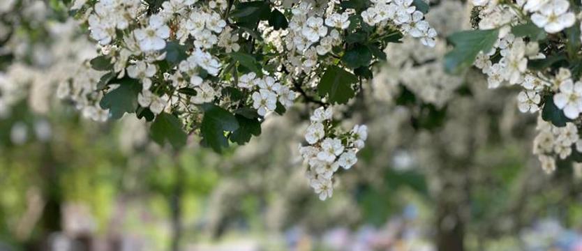Wkrótce Dzień Matki  - wygraj weekend w SPA. Na konkursowe opowieści czekamy tylko do jutra