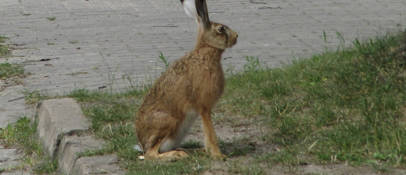 Zając żeglarz