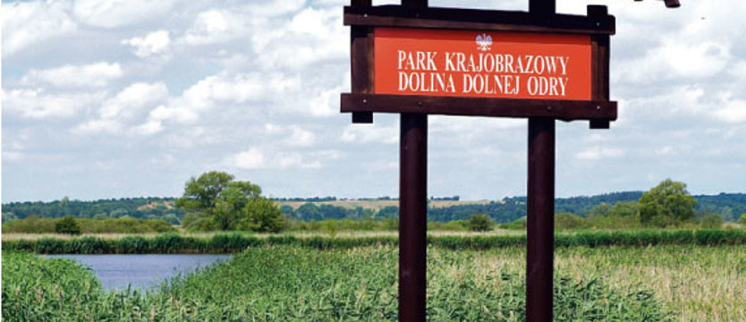 Kajakiem wśród ptaków