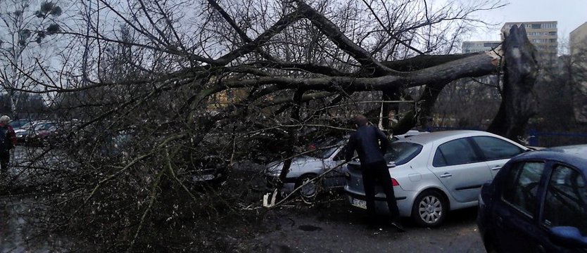 Drzewo przygniotło samochody na Pomorzanach