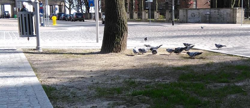 Trawnik dla gołębi