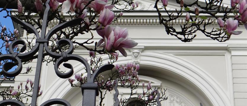 Magnoliami malowana wiosna
