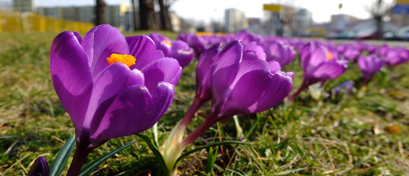 Miejsce dla „krokusowej rewolucji"