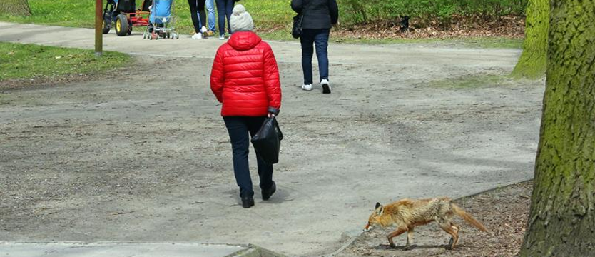 Lisy przechadzają się między turystami