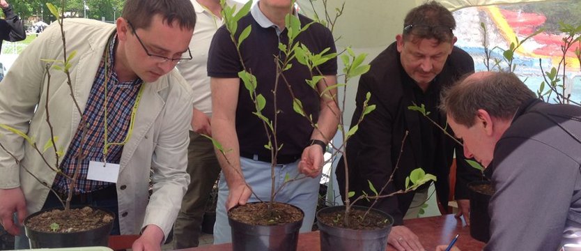 Radość z magnolii