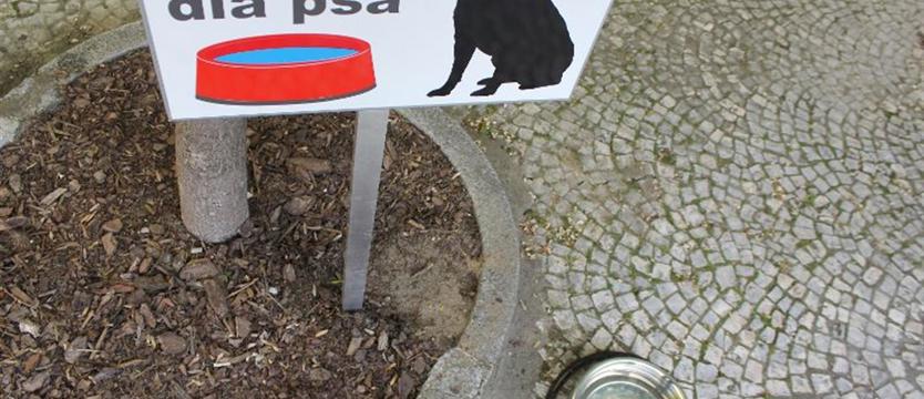 Przed magistratem woda dla psa