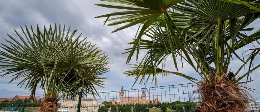„Riwiera” przez cały tydzień