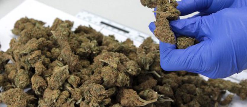 Zabezpieczyli ponad 3 kilogramy marihuany
