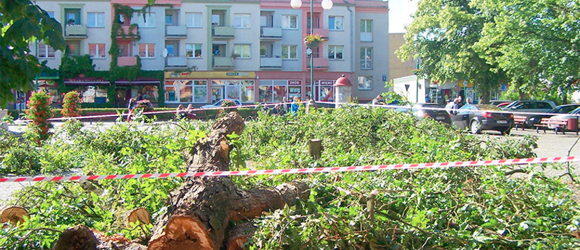 Krok od tragedii. Kasztanowiec runął na bruk