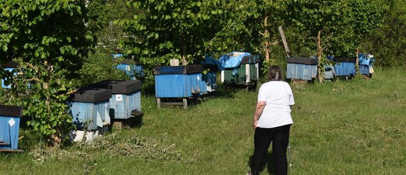 Żubry wkroczyły do ogródków, ludzie boją się wychodzić z domów