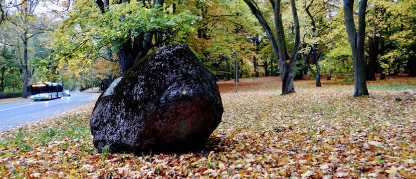 Niedziela z drzewami. Od Muzeum Techniki w park Kownasa
