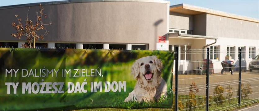 Schroniskowy dzień psiaka i kociaka