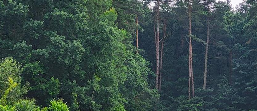Postrzelił człowieka na polowaniu. Ruszył proces francuskiego myśliwego