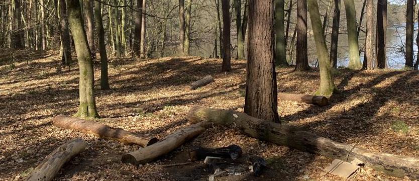 Pogoda, samowola i brak wyobraźni? Płoną (dzikie) ogniska w lesie
