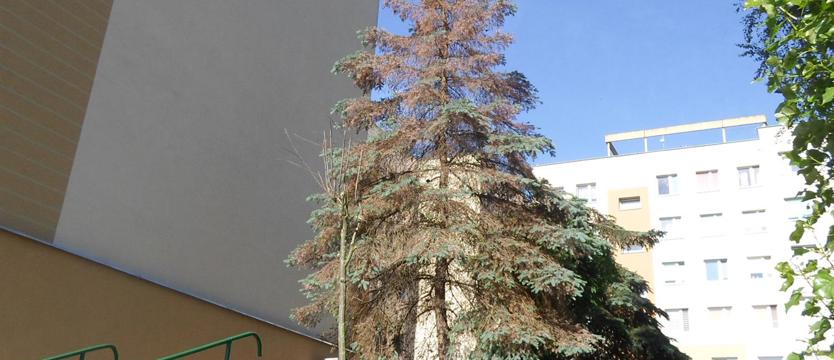 Na ratunek świerkom