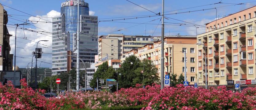 Szczecińskie róże: zdobią i chronią