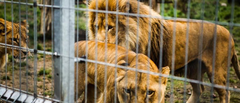 BASTA! na polskie zoo