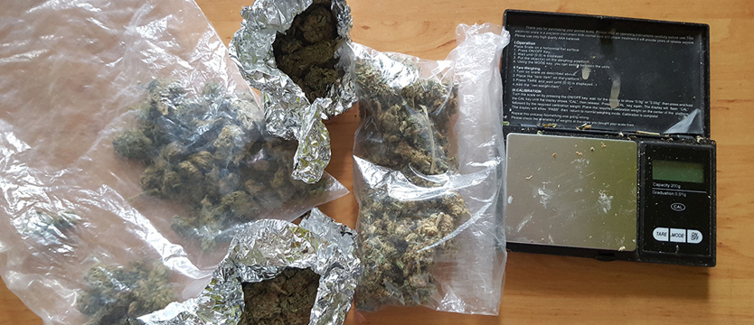 Zlikwidowana plantacja konopi