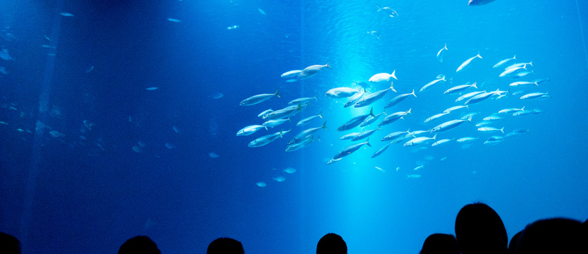 A może do oceanarium?