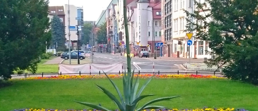 Zakwitła agawa