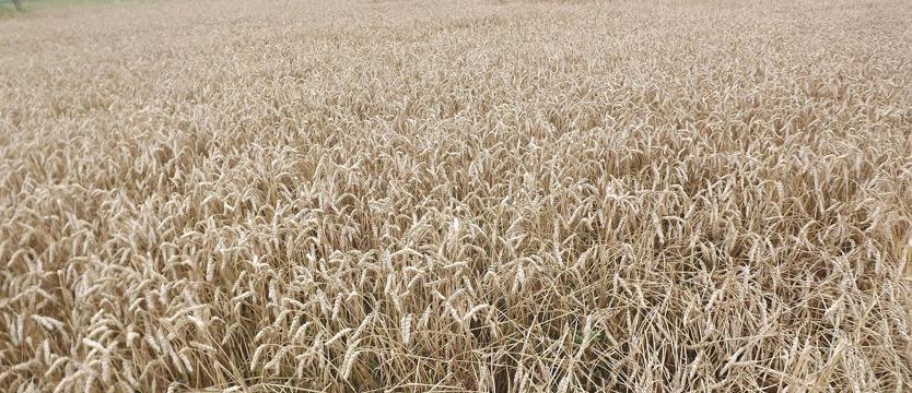 Straty sięgają 200 milionów