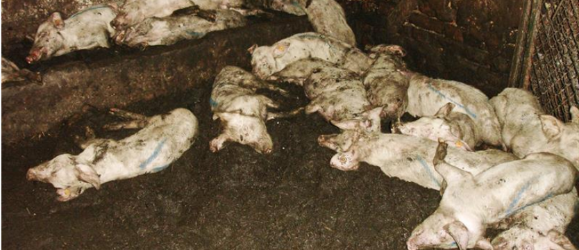 Nieubłagane przepisy wdrożone. „Wyrok” na zdrowych świniach