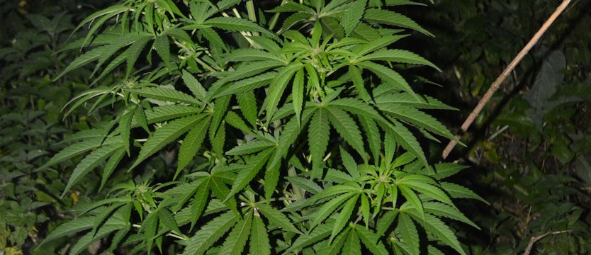 Wielkie krzaki konopi i trzech plantatorów