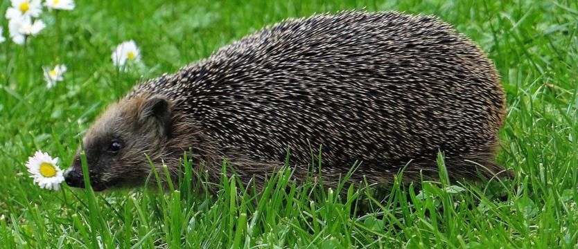 Bieganie na ratowanie… jeży