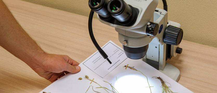 Szczecińskie herbarium