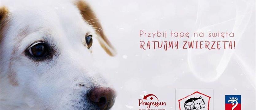 Bieg i darmowe lodowisko na pomoc zwierzakom
