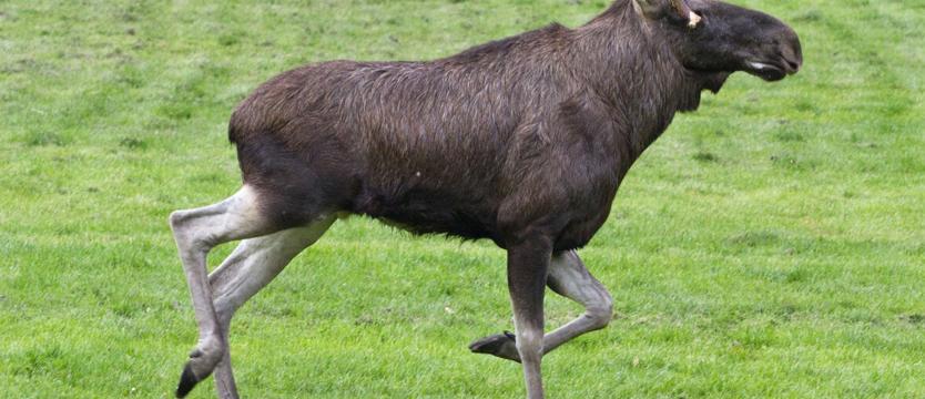 Sprawa łowczego Ryszarda C.