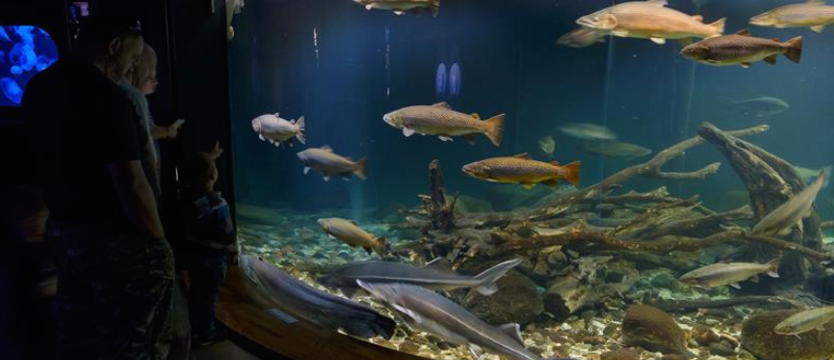 Zielone światło dla oceanarium
