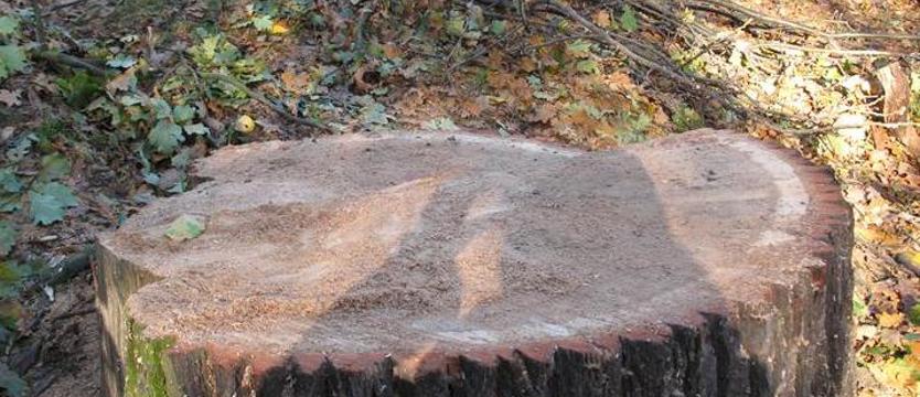 Decyzje Polski ws. Puszczy Białowieskiej naruszają prawo UE