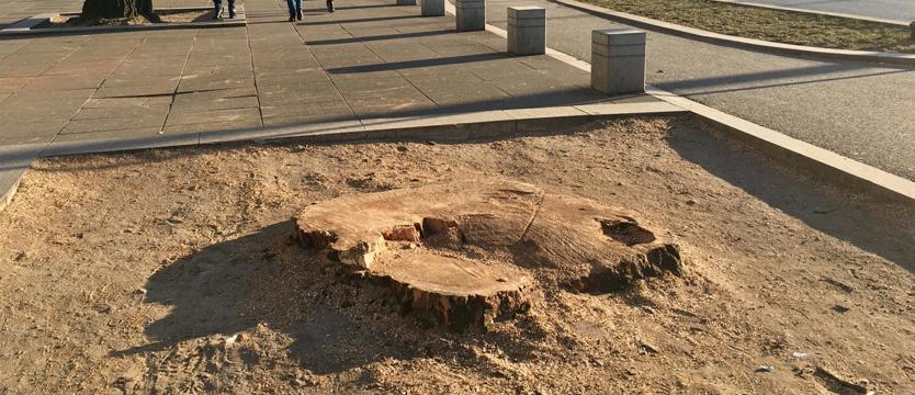 Na pl. Rodła – nie tylko sentymentalna strata. Starego drzewa żal