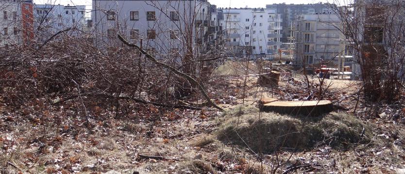 Las domów – nie drzew