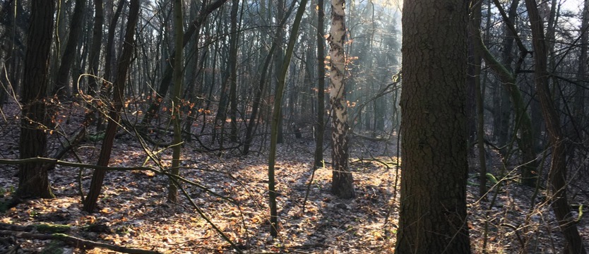 Dzień Lasów