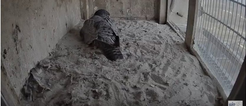 Sokoły na kominie w Policach w oku kamery