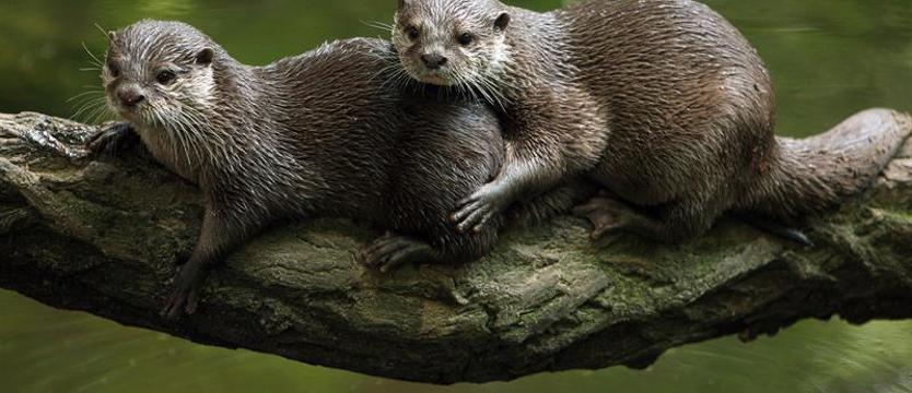 Wielkanocne niespodzianki w zoo