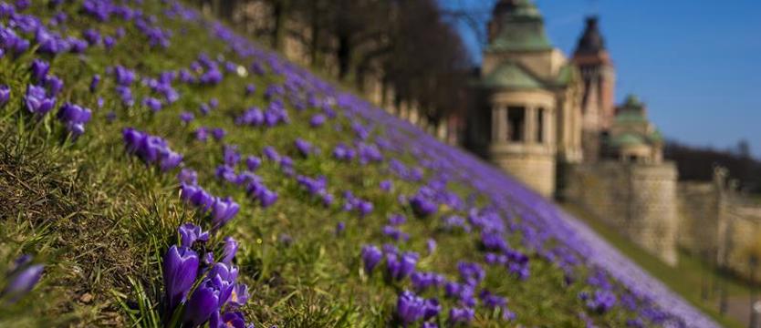 Krokusowy zawrót głowy: Oto zwycięzcy!