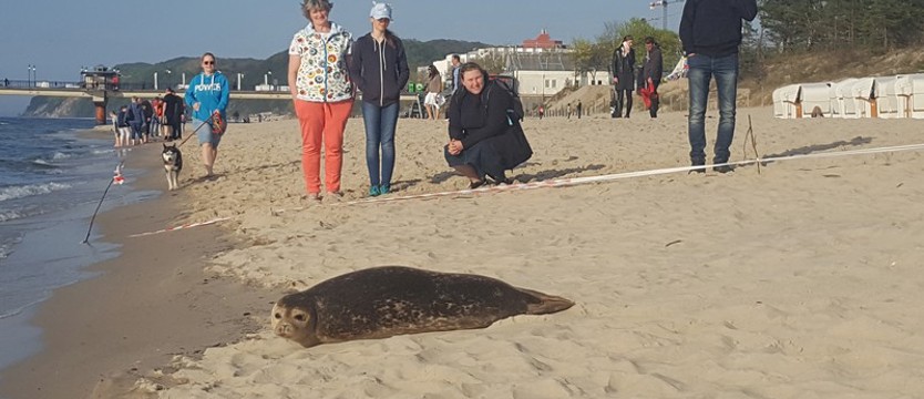 Foczka na plaży